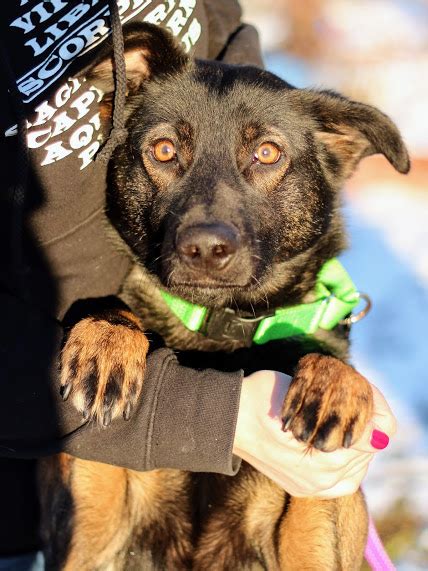 Evanston animal shelter - Dog adoption hours at 2222 Oakton:. Friday 3:00 pm – 5:00 pm Saturday 3:00 pm – 5:00 pm Sunday 12:00 pm – 3:00 pm. Cat adoption hours at 611 South Blvd:. Wednesday 5:00 pm – 8:00 pm 